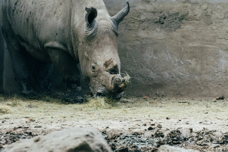a rhino eating grass behind it in a zoo exhibit