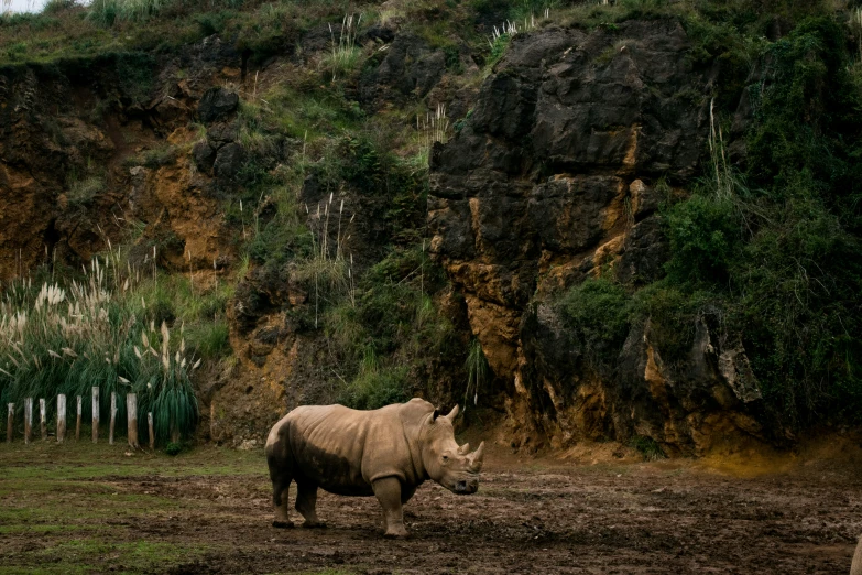 an animal standing by a rocky cliff on a field