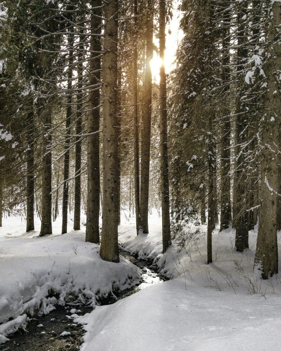 sunlight shines through tall trees over a stream in the snow