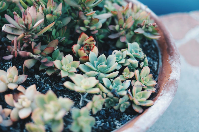 a potted plant with pink and green leaves