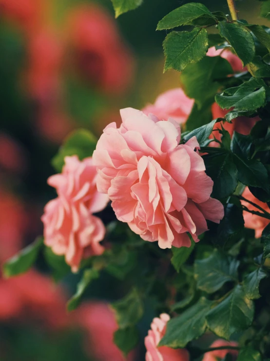 a large pink flower is shown in this close up picture