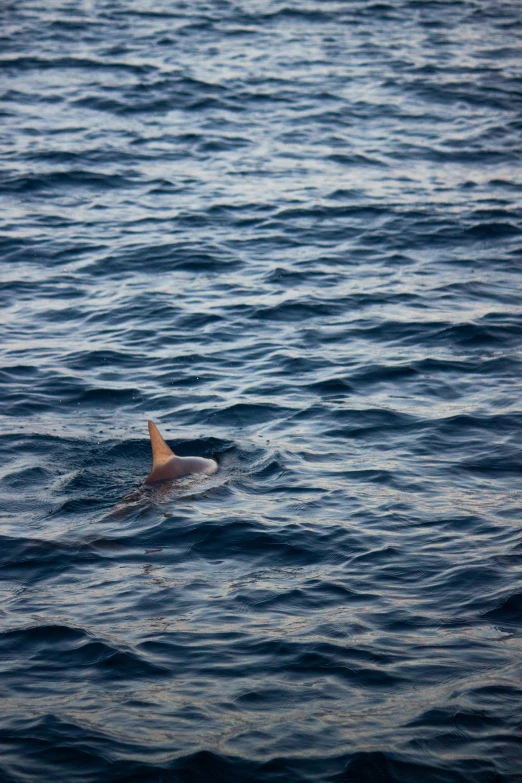 a large brown and white dog floating in the ocean