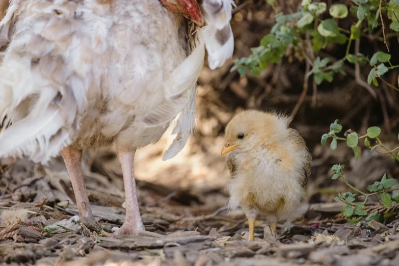 a baby chick is feeding a large bird