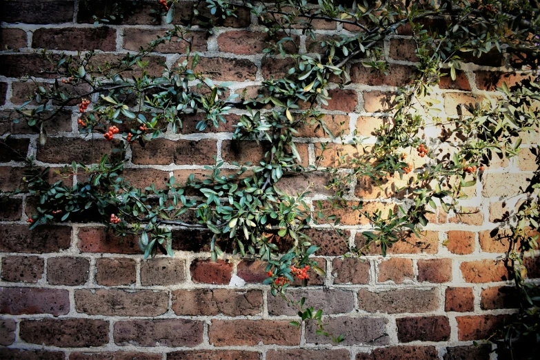 the brick wall is very close to the leaves and flowers