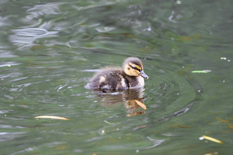 the baby duck is swimming through the water