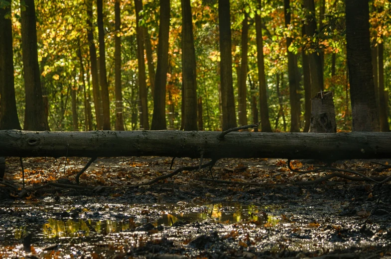 the mossy surface of the water is below the tree trunk that sits across from the fallen log