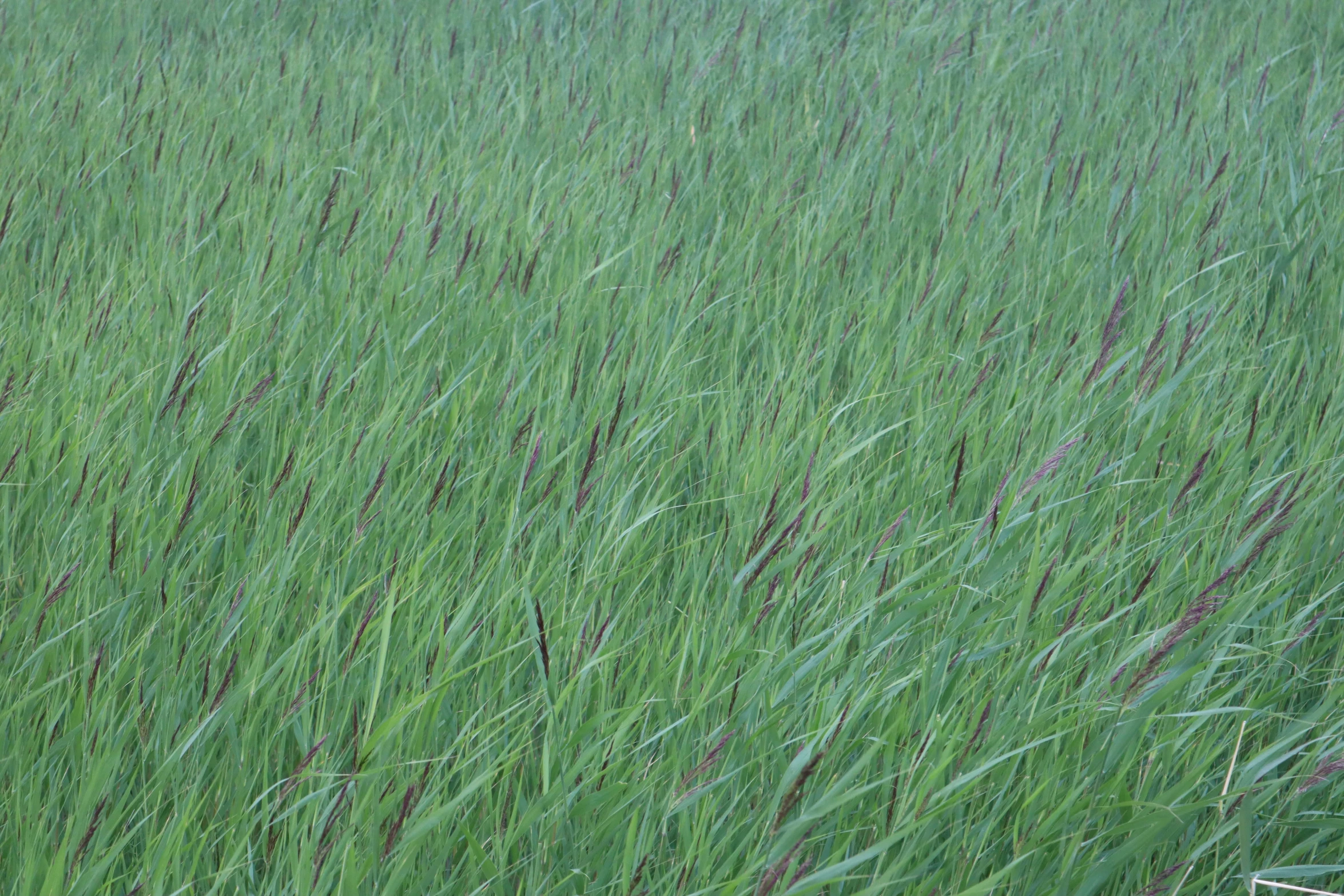 the grass in the field is very tall