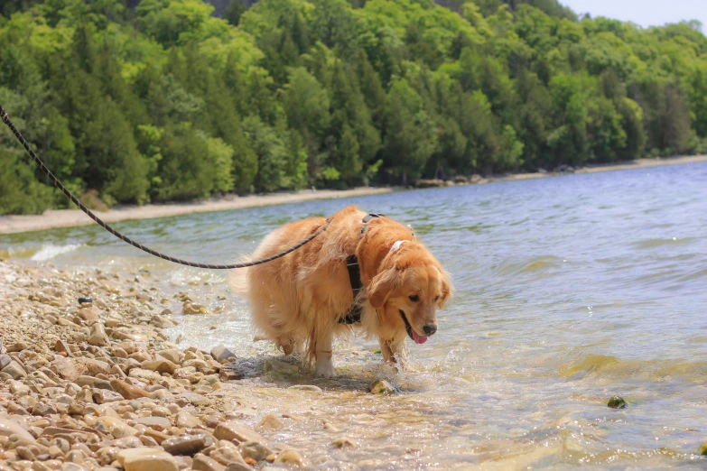 a dog pulling a leash on the side of a lake
