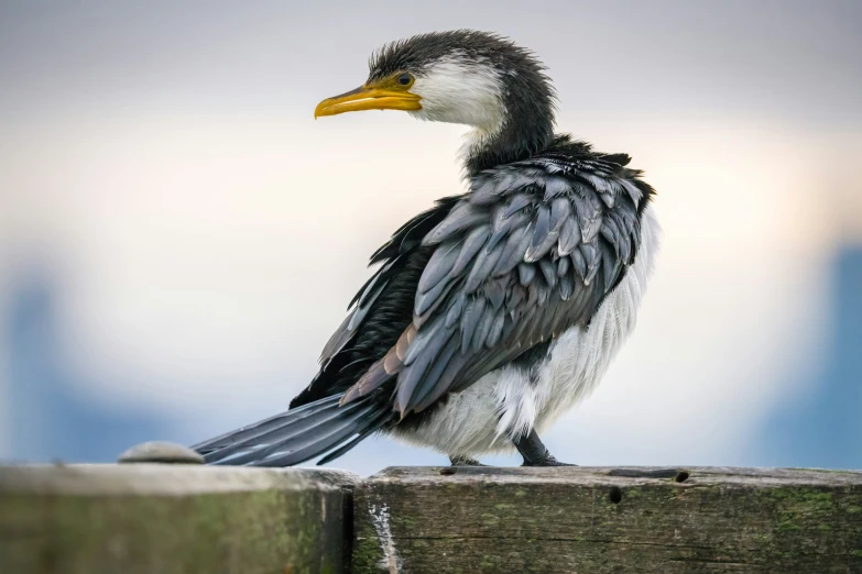 a small black and white bird standing on a wooden beam