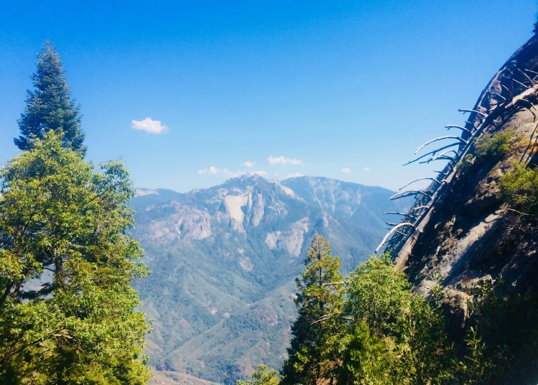 trees are in the foreground with a view of mountains behind them