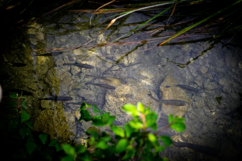 a water that is flowing over rocks and plants