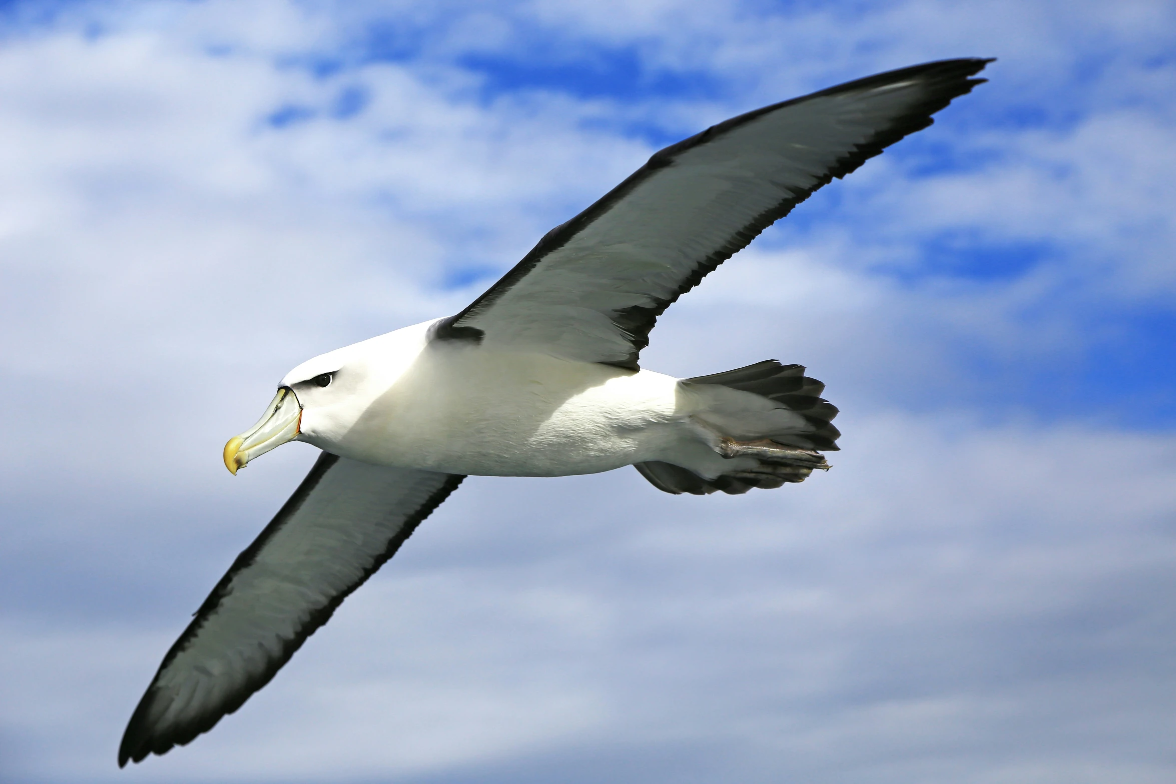 a bird that is flying in the air