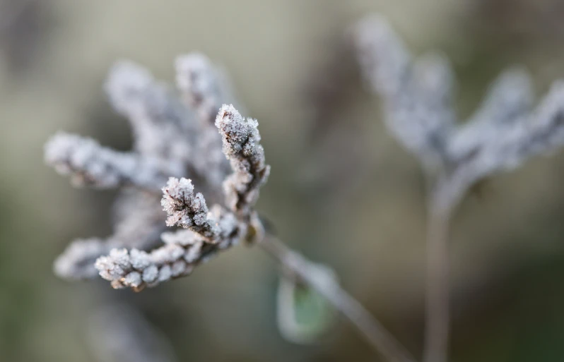 there is some kind of flower covered in frost