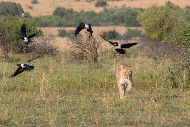 a lion and several birds fly over the grasslands