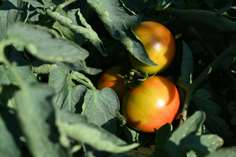 a close up of three tomatoes in a garden