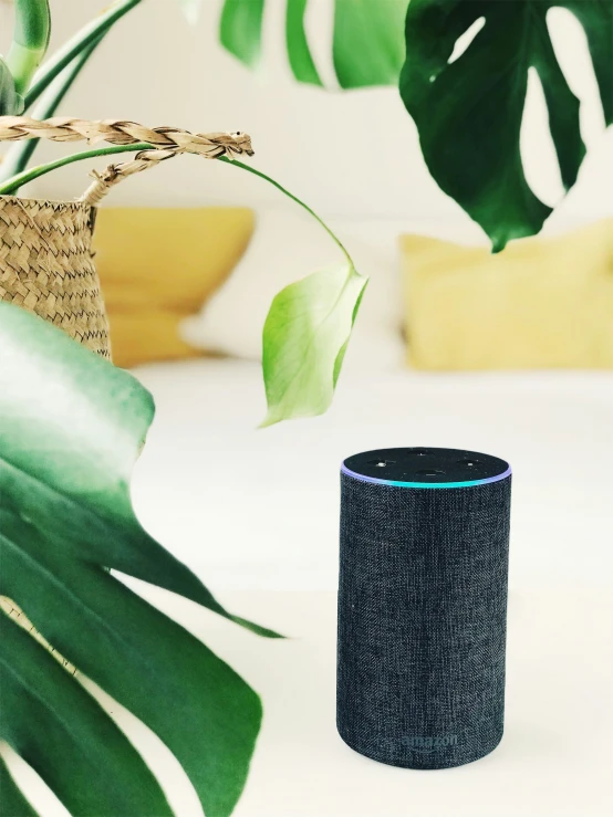 an amazon echo speaker is sitting on a counter next to a plant