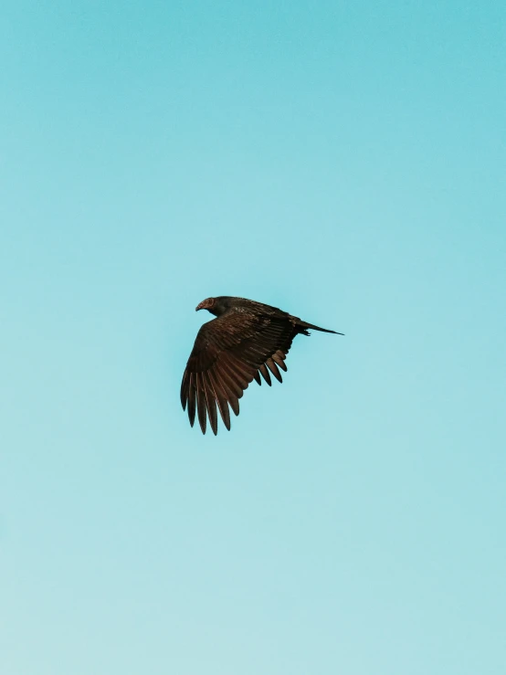 the black bird is flying in the clear sky