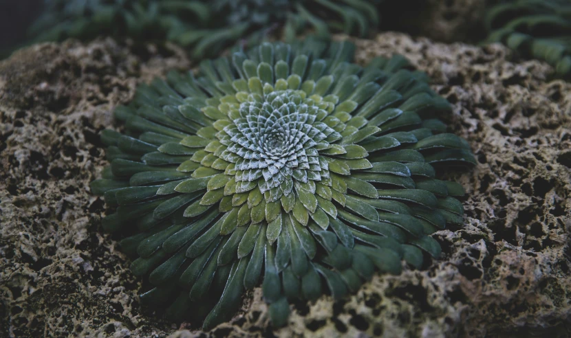 a large piece of green plants growing from some rocks