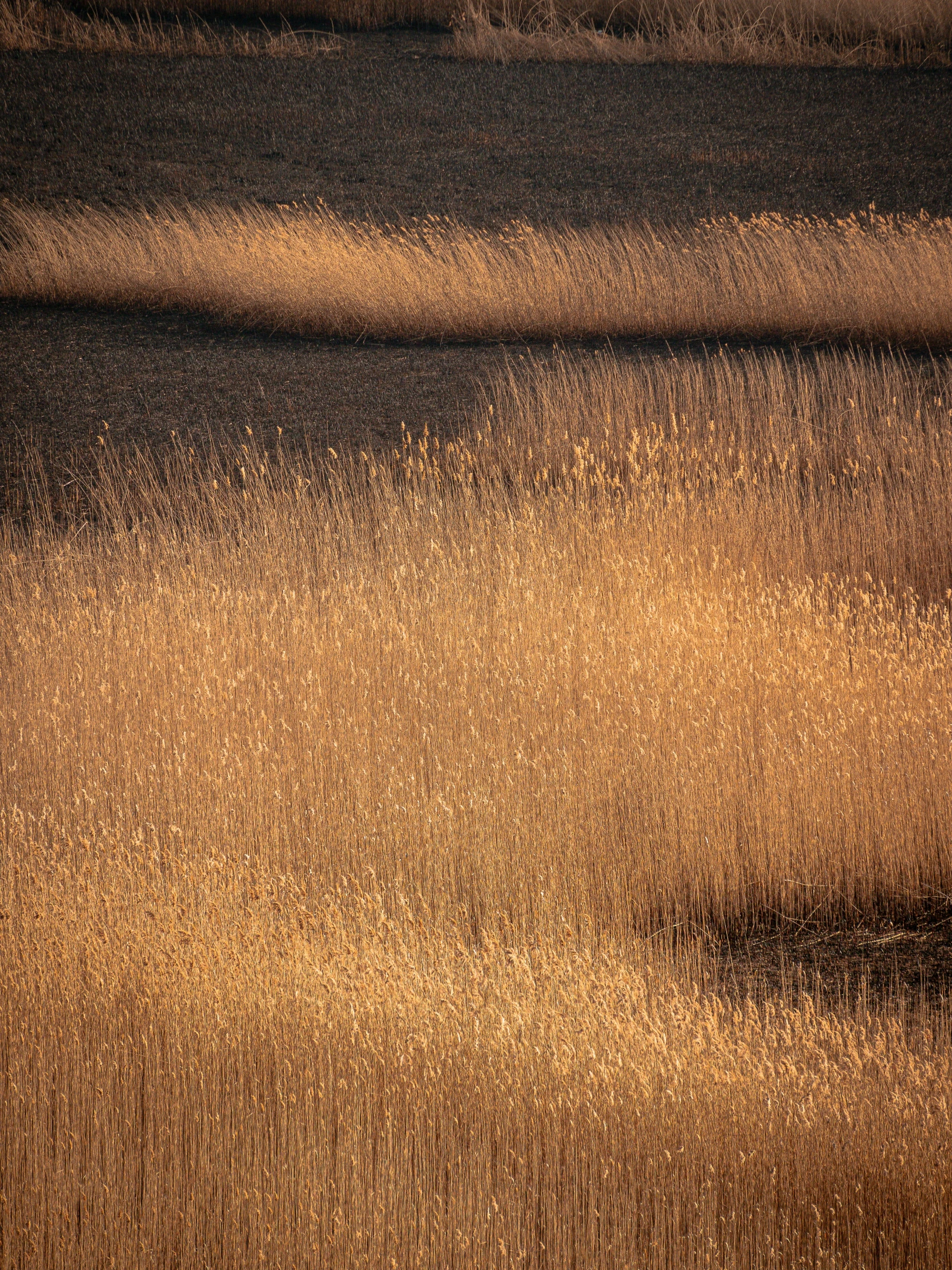 a brown field full of tall grass during the day