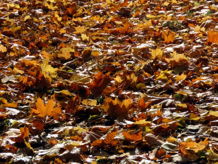 fall leaves scattered on the ground with no leaves on them