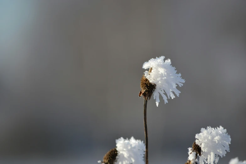 the flower is covered in ice and frost