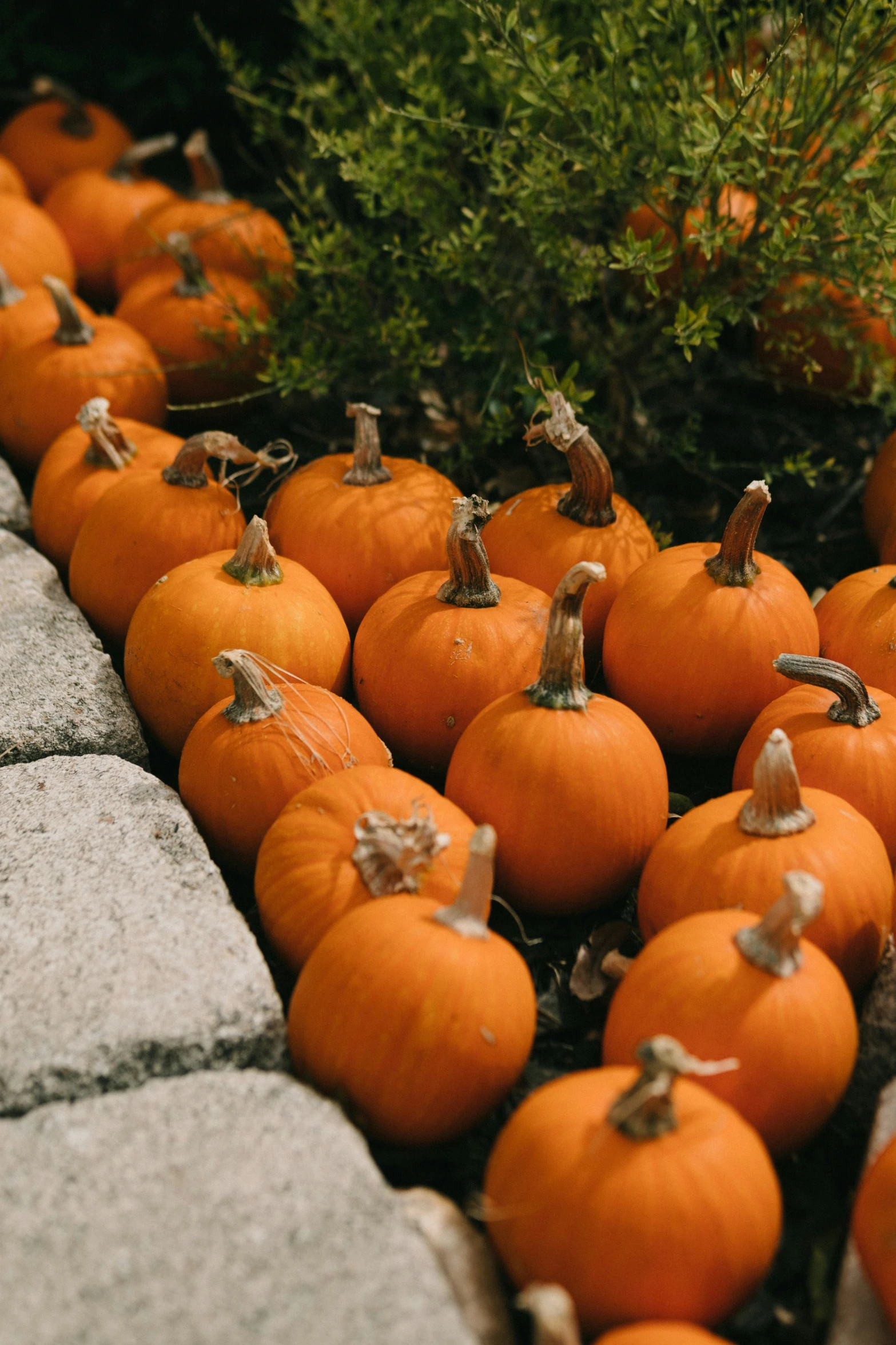 there are many orange pumpkins on the ground