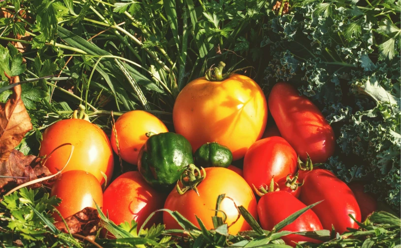 an assortment of vegetables laying in the grass