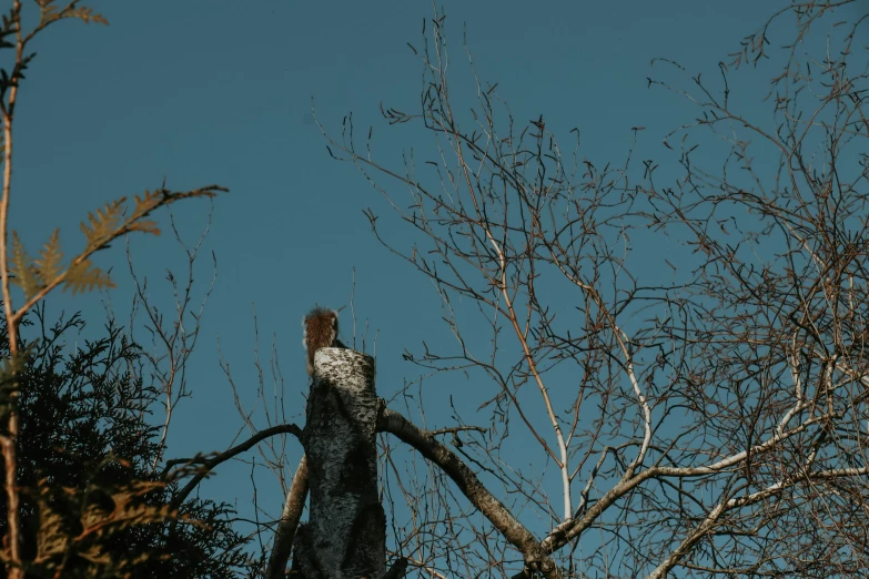 an image of a bird in a tree