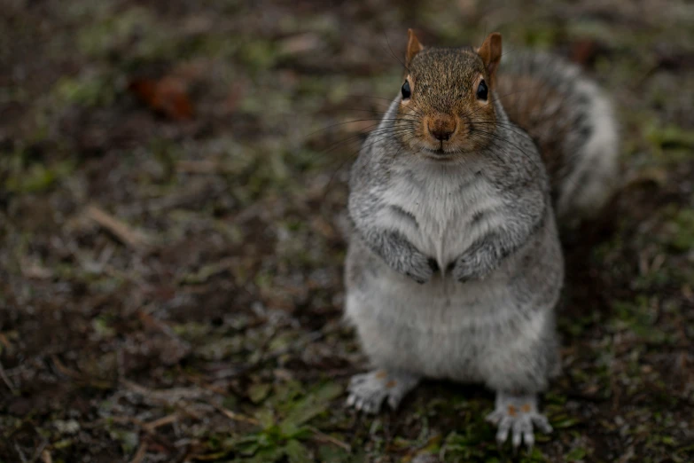 the grey and black squirrel is standing on all fours