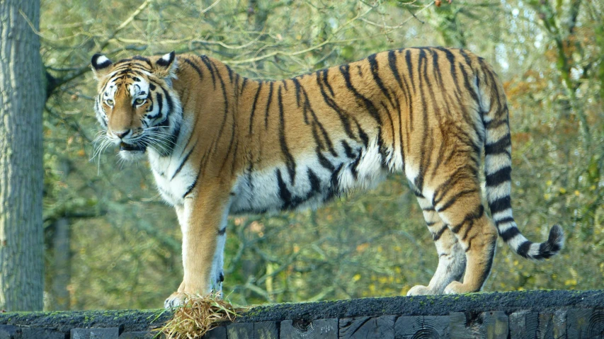 a tiger standing on a fence in the woods