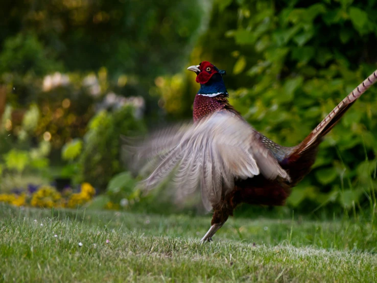 a large colorful bird running across a field