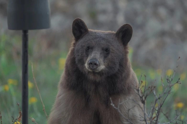 a grizzly bear stands next to a lamp in a field