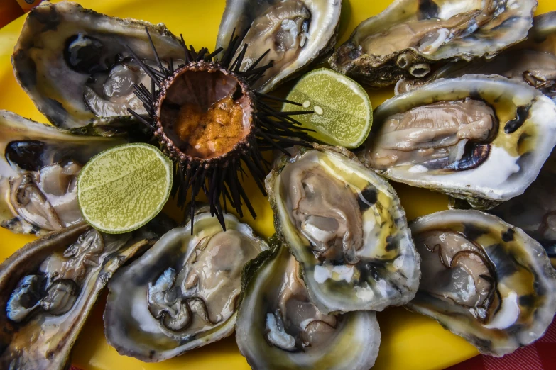 an arrangement of oysters on a plate on a table