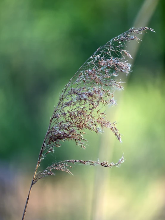 a close - up of a plant with small thin stems