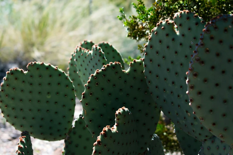 an interesting cactus that looks like it is  into the other plants