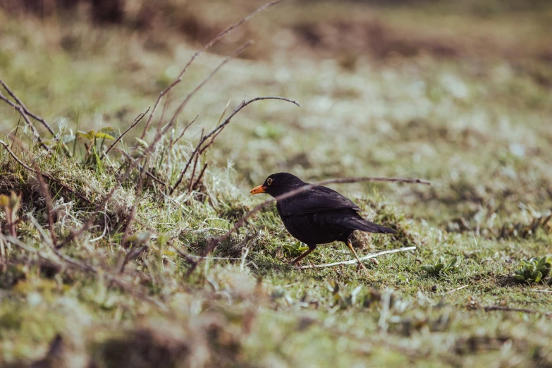 the bird is standing on the green grass