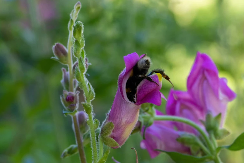 a bum that is on top of some purple flowers