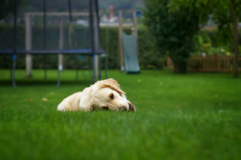 a dog is lying in the grass outside