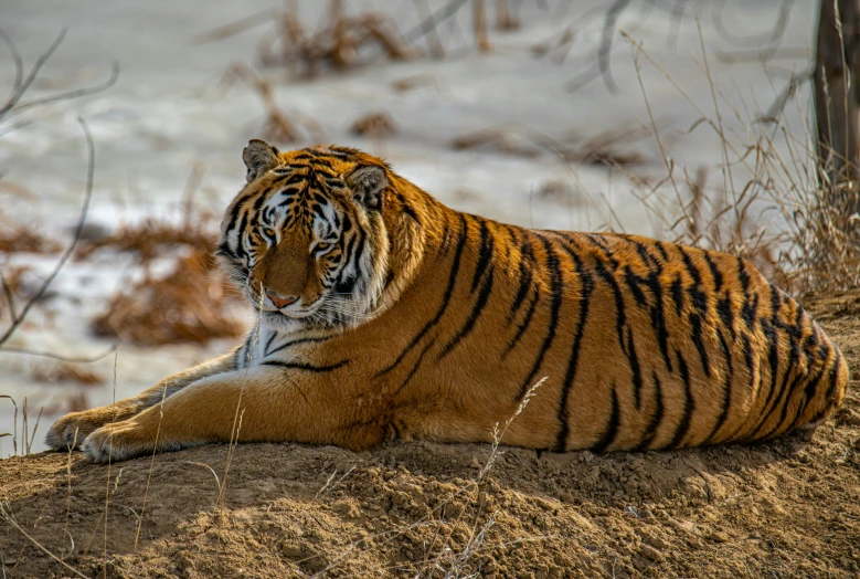the large tiger is laying down on the ground