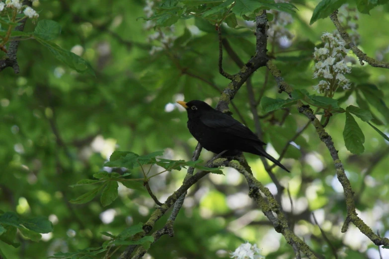 the black bird is perched on the small nch