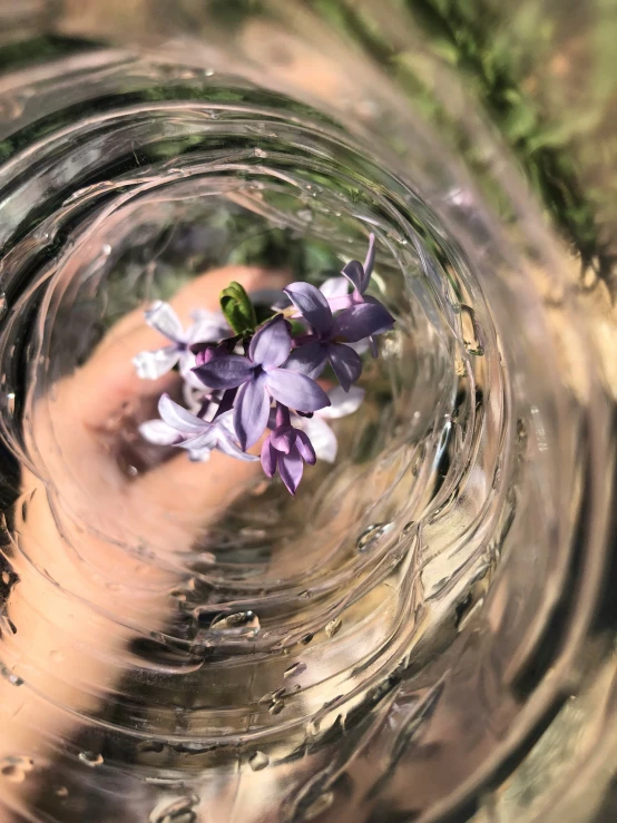 a close up image of the top section of a glass jar, with a hand in it holding a flower