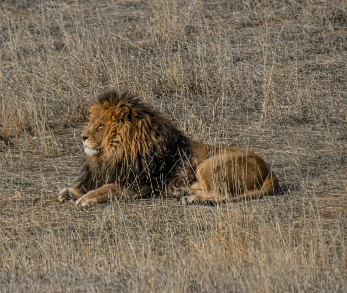 the two lion are lying down together