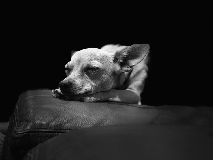 a black and white image of a dog laying down on a couch