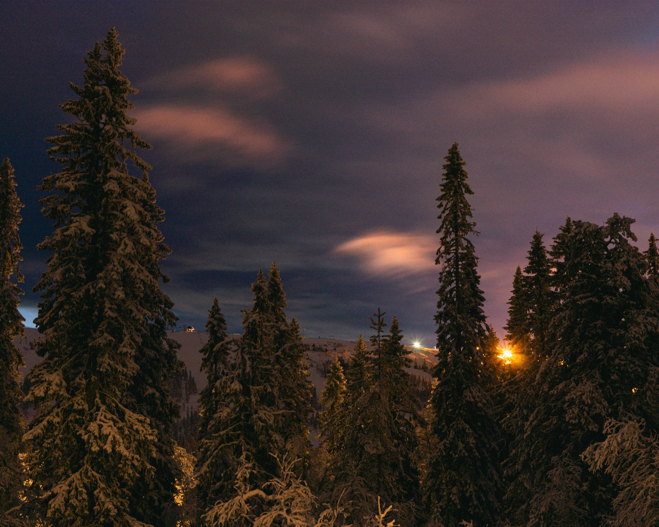 a dark forest with trees covered in snow