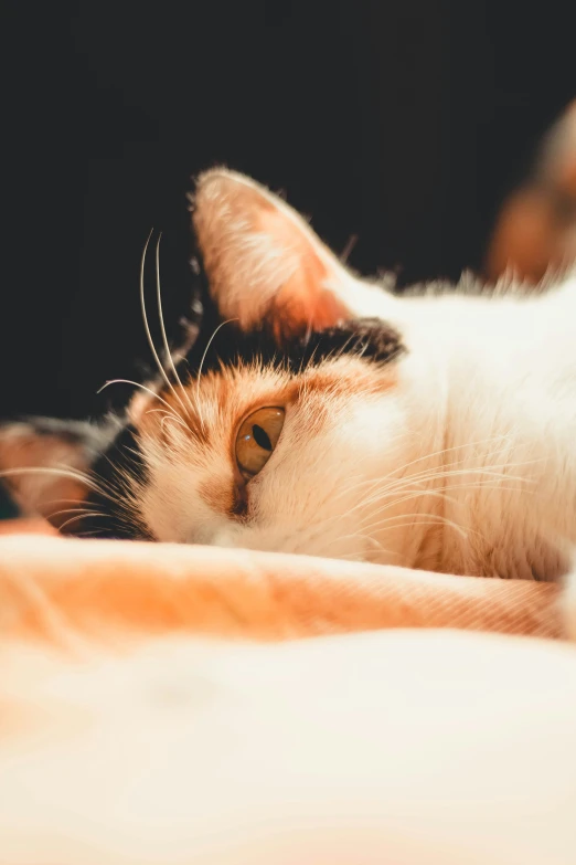 closeup of white and orange cat laying on the floor