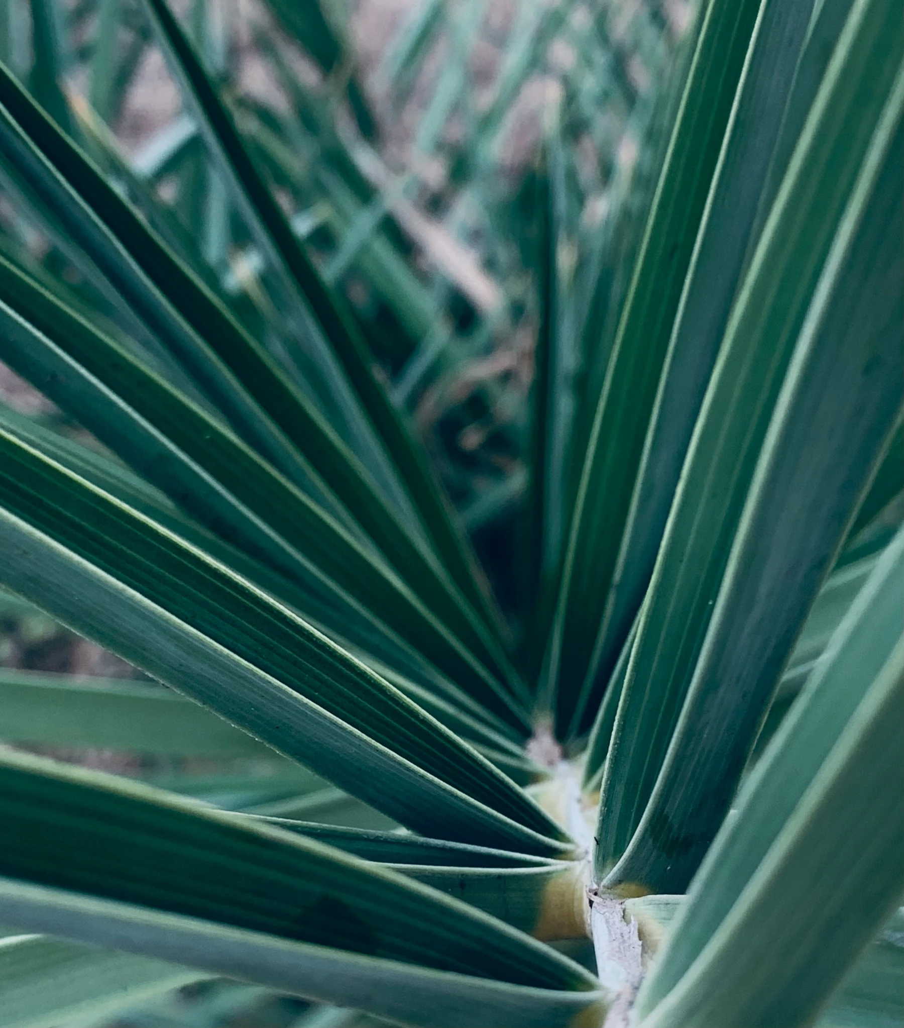 some large green leaves in front of trees