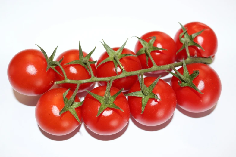 group of tomatoes hanging from nch against white background