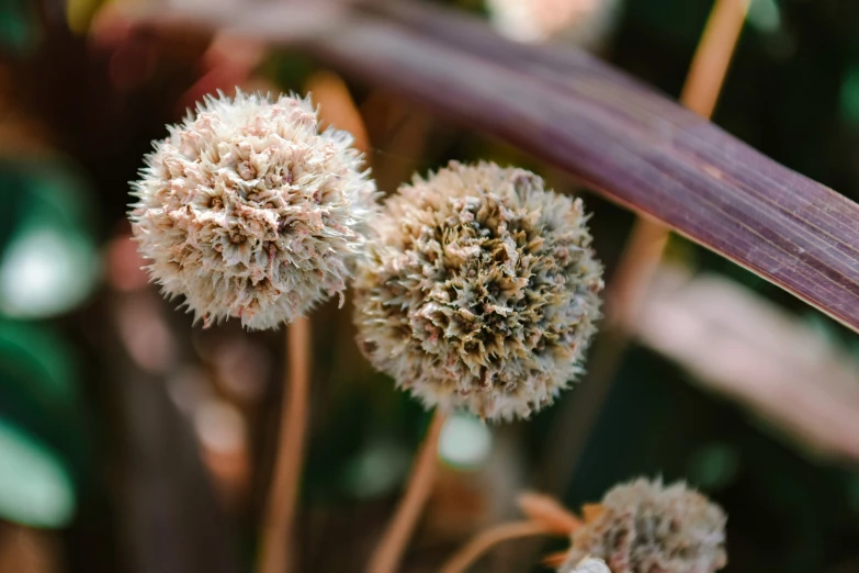 a group of dried flowers near the stem of a plant