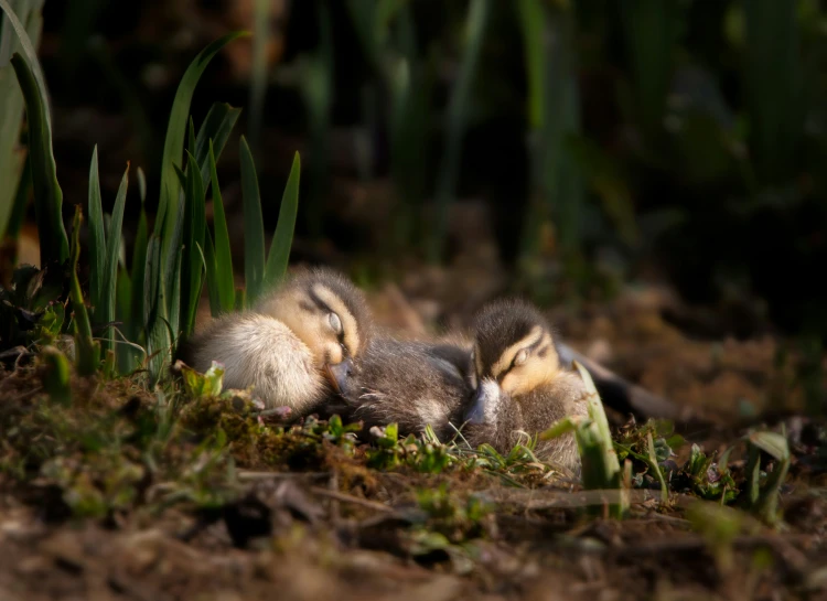 two baby ducks laying on top of a patch of grass