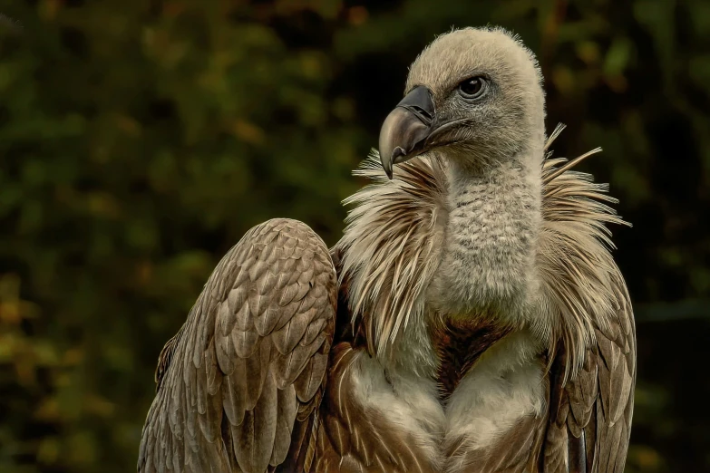 a close up of a bird with it's wings spread